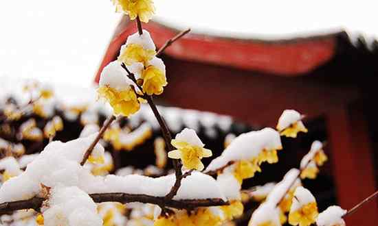 腊梅花的功效与作用 寒冬腊梅香满园 腊梅花的功效与作用你知道多少？