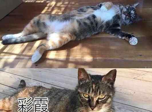 南京9只猫被摔死 到底是怎么死的原因令人痛心