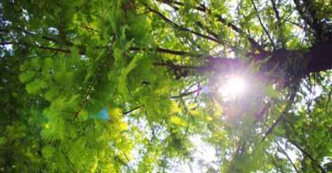 几月份是夏天 立夏就是夏天了吗 立夏是不是代表夏天到了