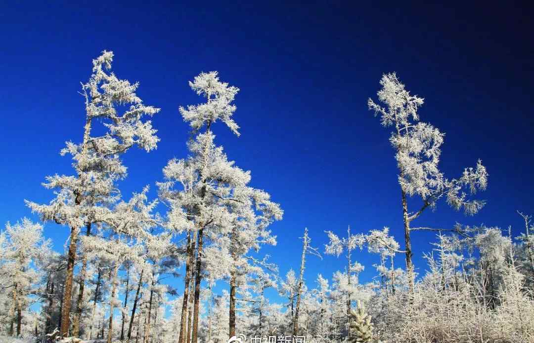 山园小梅二首 小寒：戚戚岁暮风 翳翳冬日雪