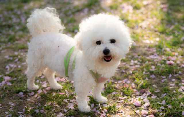 过度打骂比熊的后果 经常打骂比熊犬，会出现这几个后果，最后一个最危险