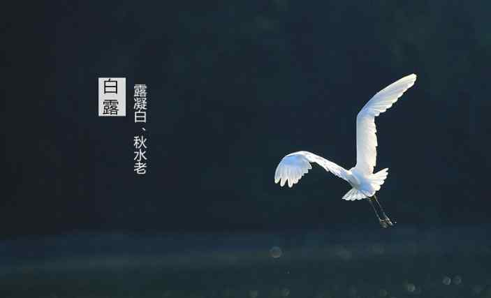 白露的诗句 关于白露的诗句有哪些？