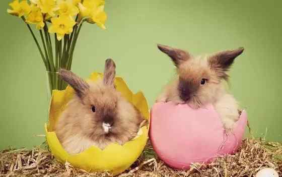 复活节兔子 复活节的兔子有什么象征意义？复活节兔子的由来介绍