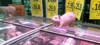 2万吨中央储备冻猪肉在路上 究竟是怎么一回事?