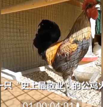 公鸡打鸣打到缺氧昏倒 具体是啥情况?