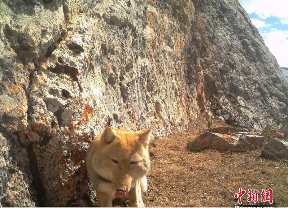 藏狐 青海发现野生藏狐 大方脸露出迷之微笑 为什么说藏狐精神污染