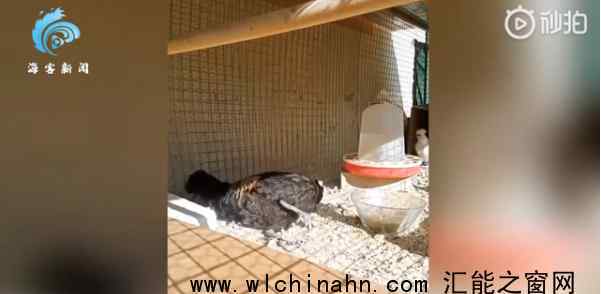 公鸡打鸣打到缺氧昏倒 究竟发生了什么