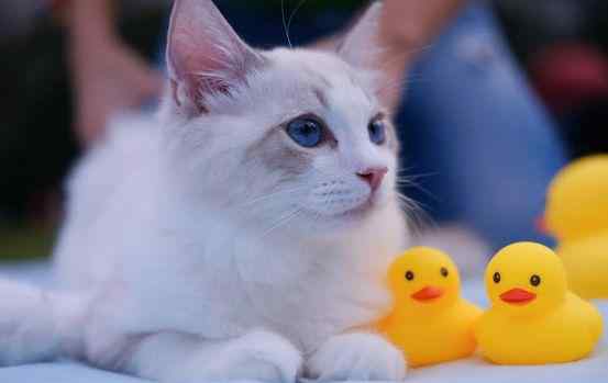 猫咪软便带血但很活泼 猫咪软便带血该怎么办？