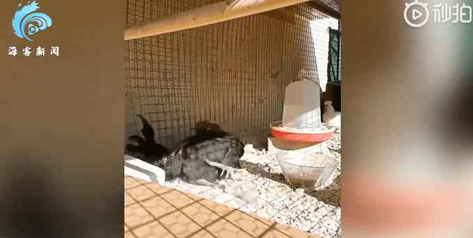 公鸡打鸣打到缺氧昏倒 具体事件详情是怎样的？