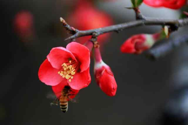 与清明节有关的诗句 跟清明有关的诗有哪些？清明唯美古诗鉴赏