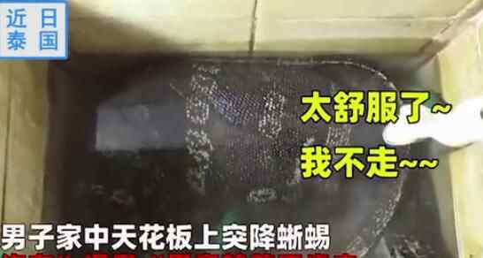愣住!夫妻听到厨房传来巨响 赶来看到庞然大物直接愣住