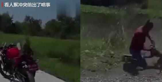男子当街与猴子打架互殴路人拍下全程 原因笑翻网友背后真相实在让人惊愕