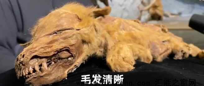 永久冻土中发现57000年前小狼崽 究竟如何发现