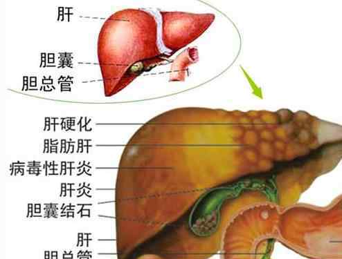 鸡蛋吃多了胆固醇会高吗 每天到底吃多少个鸡蛋，胆固醇不会升高？终于有答案了