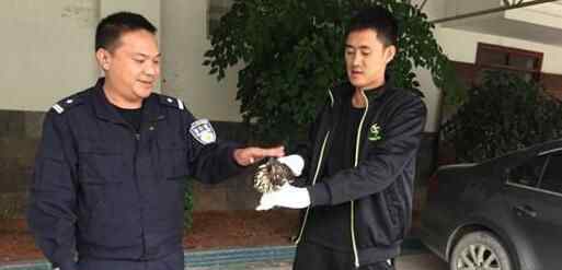 凤头鹰撞玻璃被救 保护野生动物人人有责