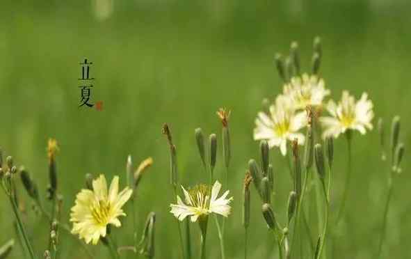 立夏是几月几日 立夏有哪些气候特点 2017立夏是几月几日