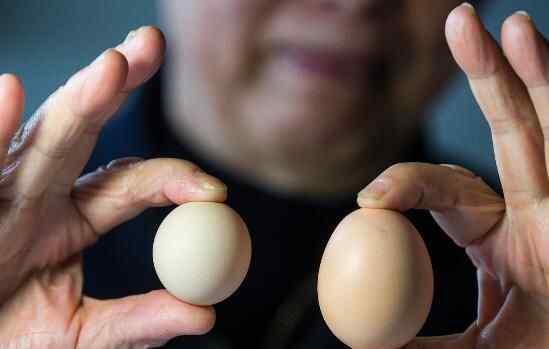 杭州大伯买到圆形鸡蛋 为什么这么少？