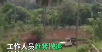 野象破坏农田遭工作人员驱逐 被激怒后吓人一幕发生内幕曝光简直太吓人了