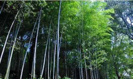 南山竹海在哪里 上海冬季周边旅游去哪玩呢 江苏南山竹海是回顾暖秋最佳地点