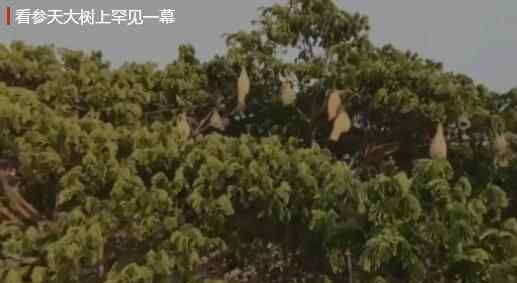罕见!无人机拍到参天大树上结满果实 镜头拉近一看让人惊呼连连文章配图
