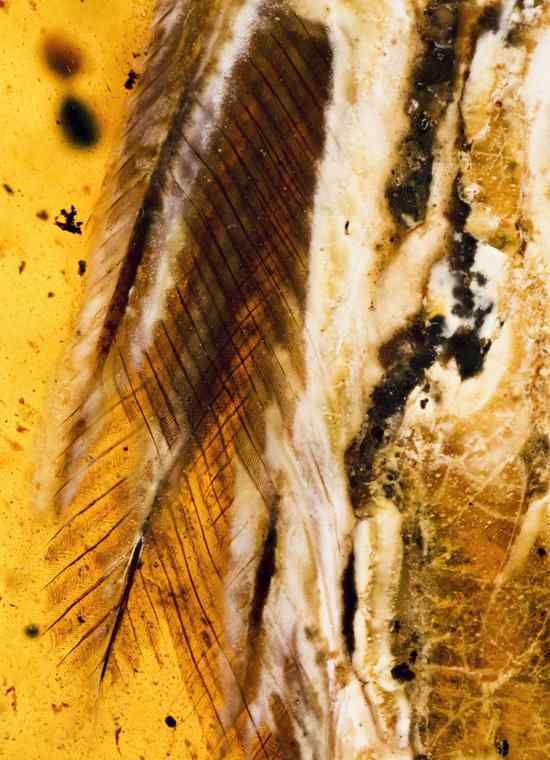 琥珀现最完整古鸟 到底是什么东西怎么发现的？
