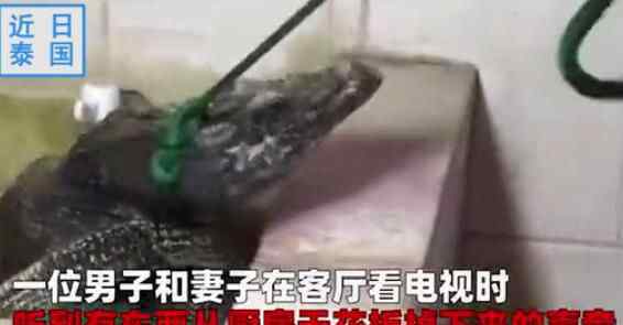 愣住!夫妻听到厨房传来巨响 赶来看到庞然大物直接愣住
