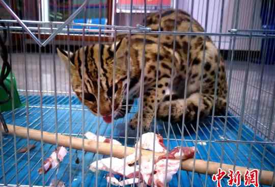 豹猫多少钱 罕见豹猫现身云南偷吃鸡被逮住 豹猫多少钱