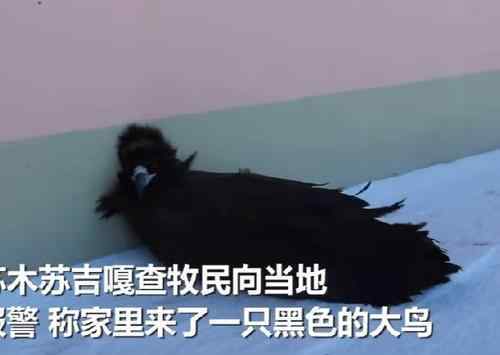秃鹫太冷了到牧民家求救 还原事发经过及背后原因！