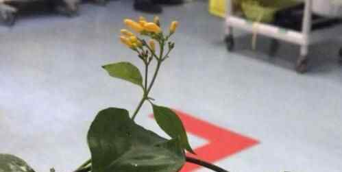男子网购金银花 究竟是怎么回事？
