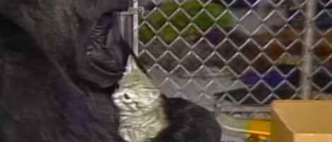 大猩猩可可去世 为什么去世原因何在？