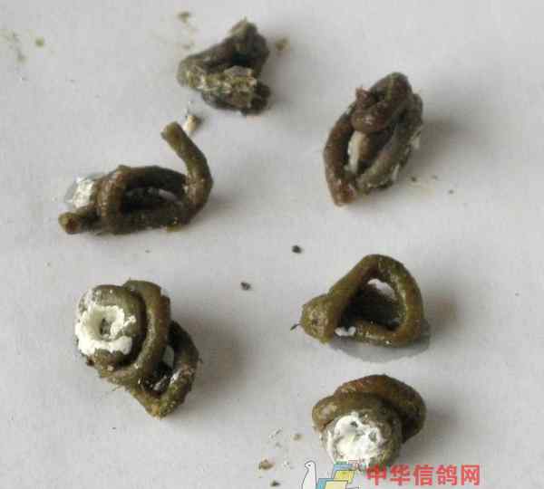 鸽子大便不成形 鸽子粪便不成形，你就要注意了！