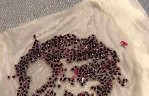 老师留作业孵小鸡 究竟是什么意思？