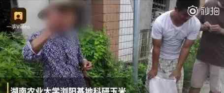 科研玉米被偷摘 到底是谁这么可恶？