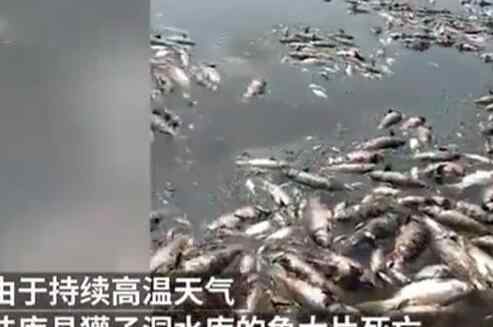 水库高温鱼被热死 惨不忍睹真相令人痛心