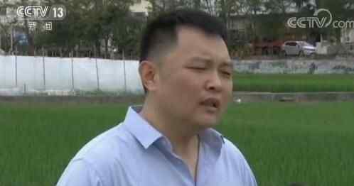 大范围试种海水稻 究竟是怎么回事？