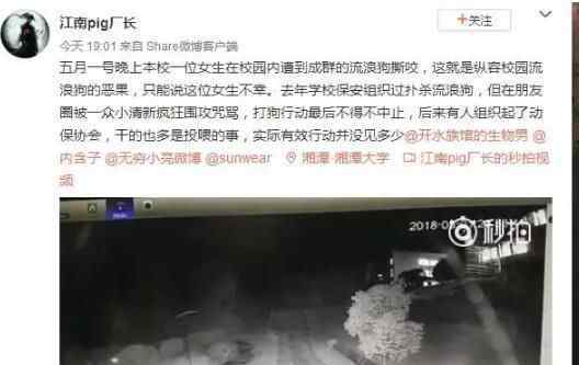 女生遭流浪狗撕咬 为什么被咬？