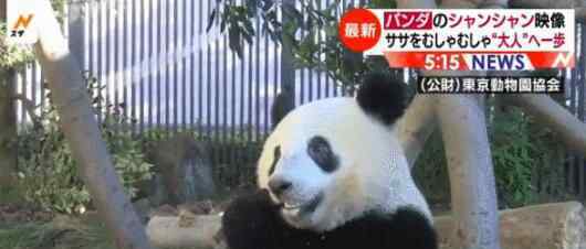 旅日熊猫香香归还 到底是什么时候？