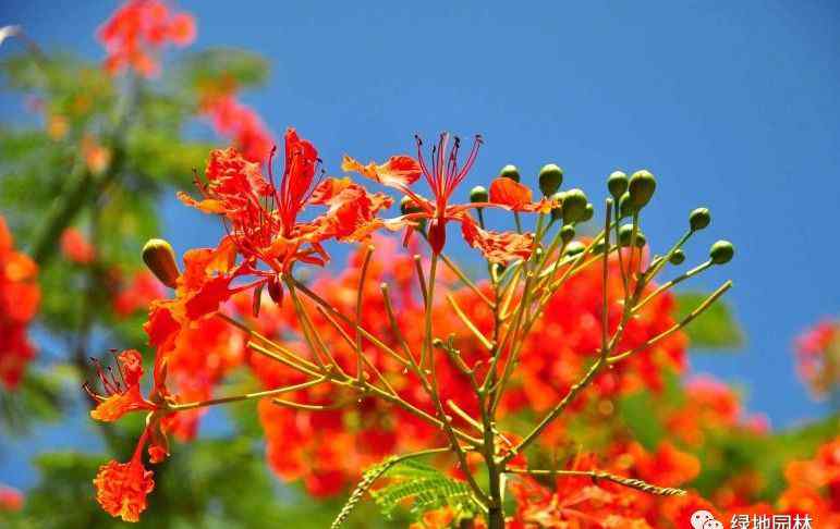 花卉图片大全及花名 15种花卉植物介绍，你见过几种？文章配图