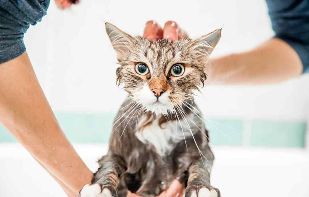 猫为什么怕水 猫咪为什么怕水 原来都是猫咪进化史惹的祸文章配图