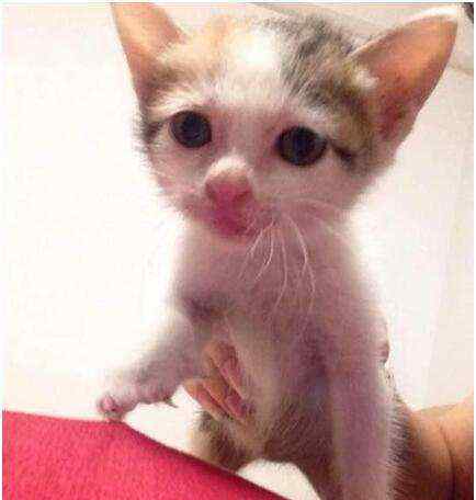猫怎样才算麒麟尾 捡一只流浪猫 半年后发现是麒麟尾, 简直捡到宝了