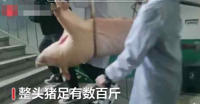 动物医学院男生抬整猪上楼做实验 网友：为啥会有抬八戒的感觉？