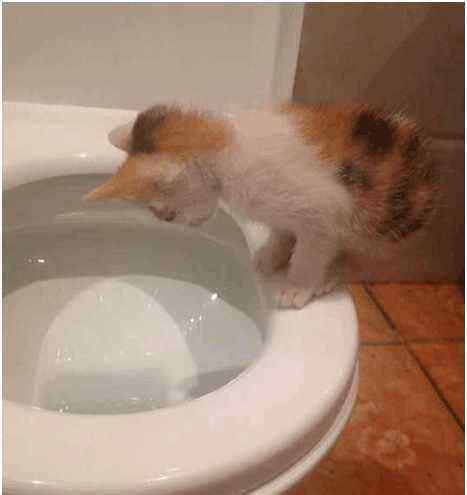 猫怎样才算麒麟尾 捡一只流浪猫 半年后发现是麒麟尾, 简直捡到宝了