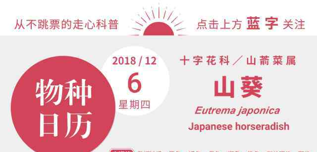芥末酱 别被芥末酱骗了，真·芥末长这样！
