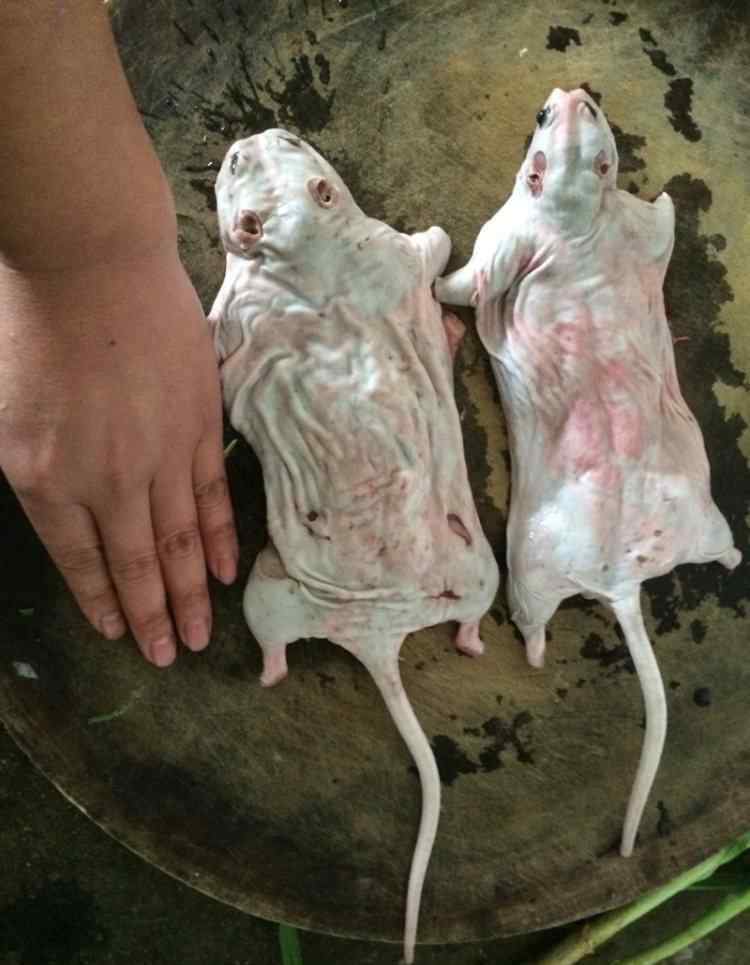 鼠肉 香葱老鼠肉怎么做好吃 香葱老鼠肉怎么做有营养