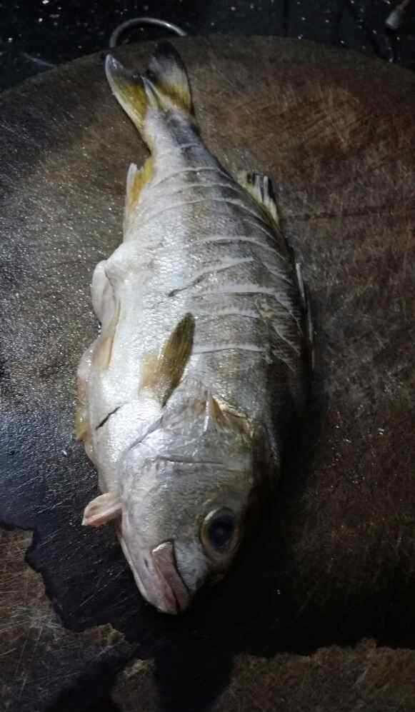 油鱼 红烧鸡油鱼的详细做法 红烧鸡油鱼做法和材料