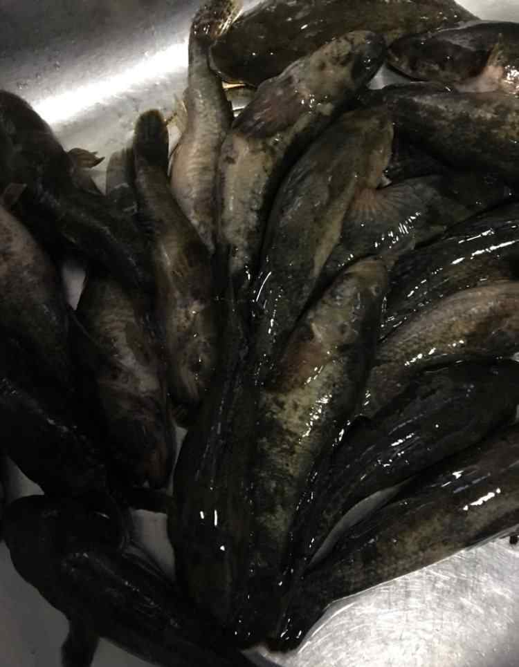 塘鳢鱼 红烧塘鳢鱼做法和配方 红烧塘鳢鱼的做法大全