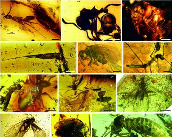 重磅！福建发现约1500万年前的化石宝库 庞大生物群“现世”
