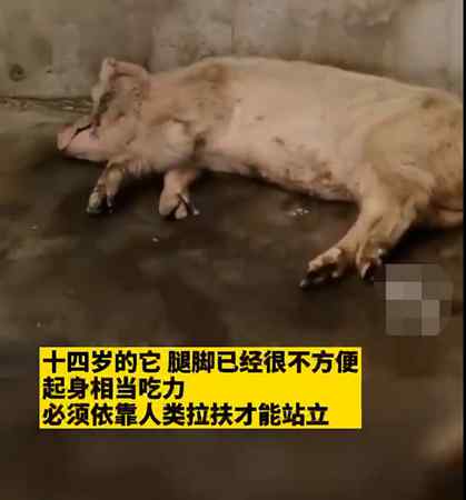 14岁的“猪坚强”情况很糟 博物馆称将考虑实施安乐死……文章配图