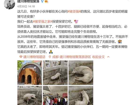 14岁“猪坚强”可能即将走完生命旅程 最新近况图曝光 网友纷纷心疼！
