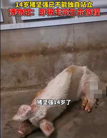 14岁的“猪坚强”情况很糟 博物馆称将考虑实施安乐死……